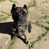 Entry image for Draco