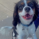 Entry image for Presley