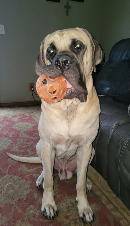 Entry image for Remington (Remi). Clicking this image will show a larger photo