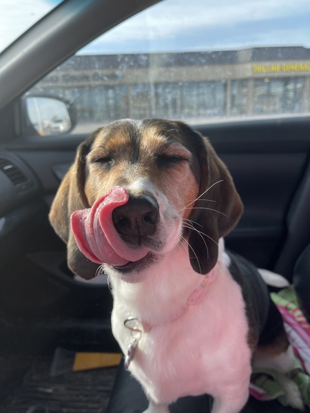 Entry image for Cinderella. Clicking this image will show a larger photo