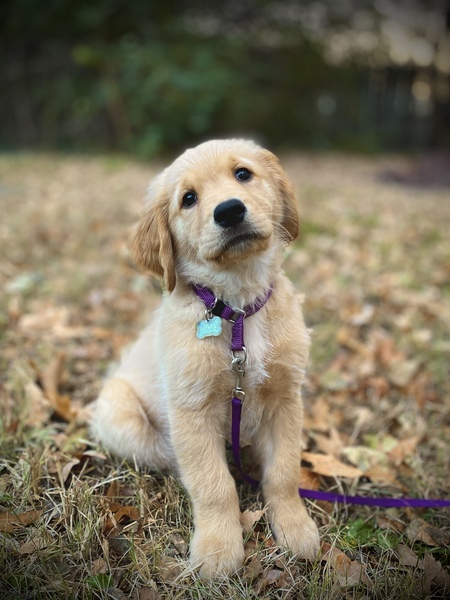 Entry image for Biscuit. Clicking this image will show a larger photo