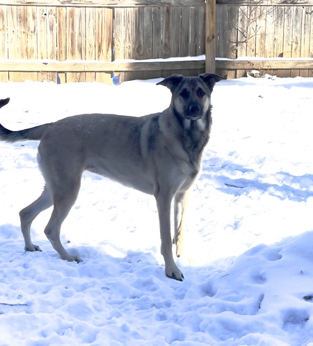 Entry image for Luna. Clicking this image will show a larger photo