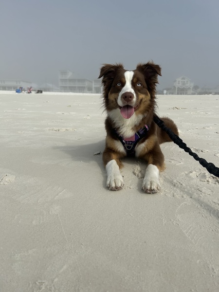 Kali
