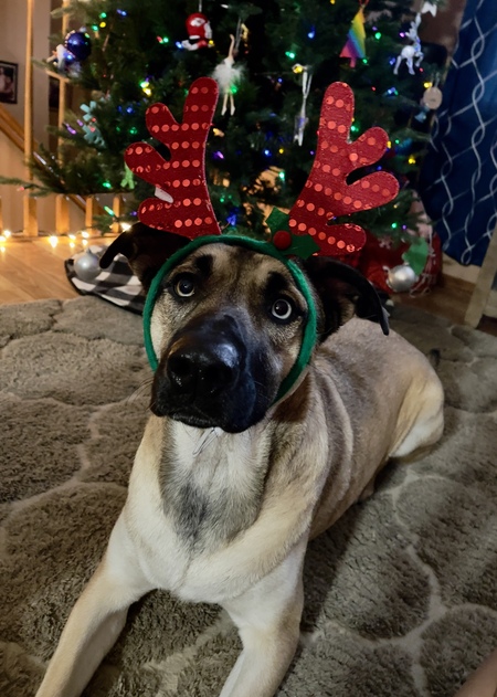 Entry image for Nala. Clicking this image will show a larger photo