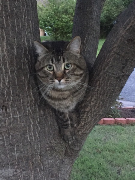 Entry image for Tiger. Clicking this image will show a larger photo