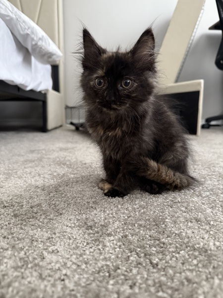 Entry image for Millie. Clicking this image will show a larger photo