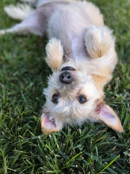 Entry image for Poppy . Clicking this image will show a larger photo