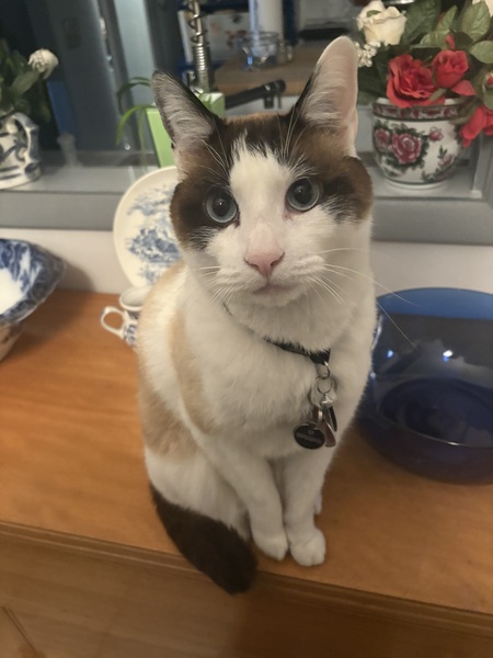 Entry image for Nico. Clicking this image will show a larger photo