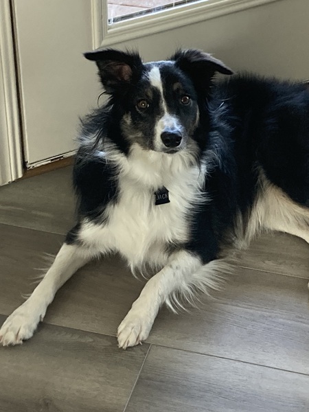 Entry image for Jack. Clicking this image will show a larger photo