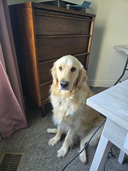 Entry image for Winston. Clicking this image will show a larger photo