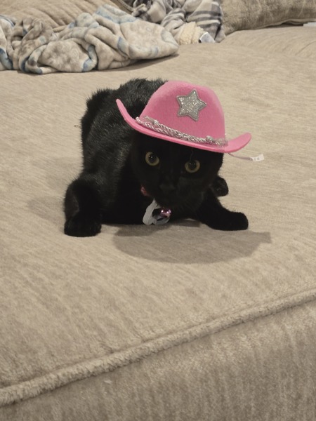 Entry image for Nova. Clicking this image will show a larger photo