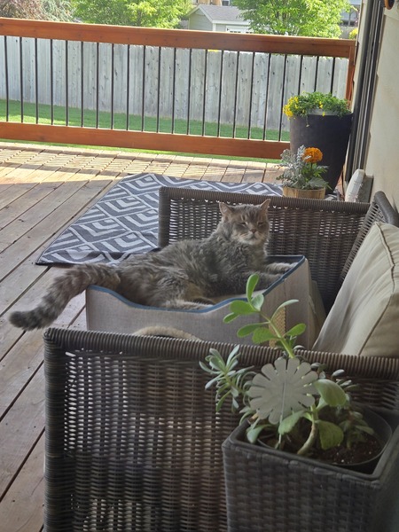 Entry image for Tanner. Clicking this image will show a larger photo