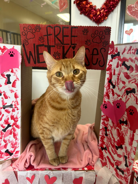 Entry image for Pumpkin . Clicking this image will show a larger photo