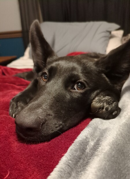 Entry image for Zala. Clicking this image will show a larger photo