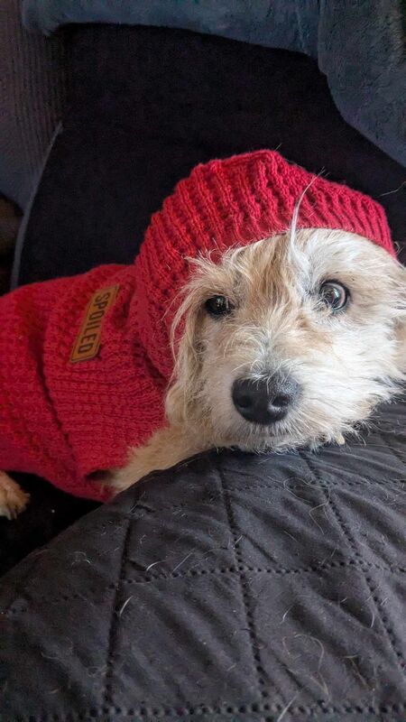 Entry image for Izzy. Clicking this image will show a larger photo