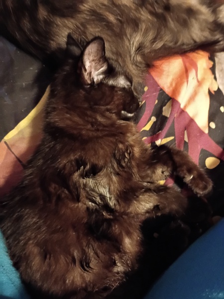 Entry image for Doc. Clicking this image will show a larger photo