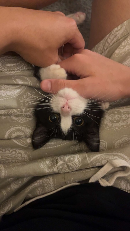 Entry image for Tito. Clicking this image will show a larger photo