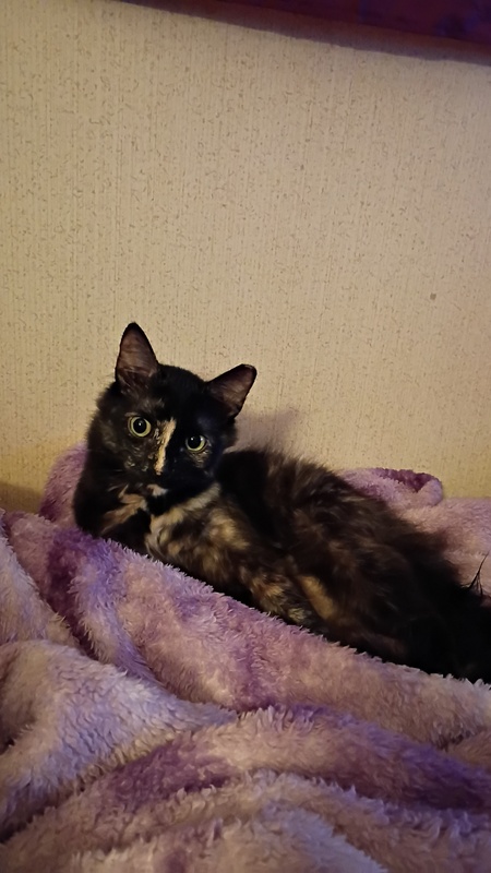 Entry image for Aurora. Clicking this image will show a larger photo