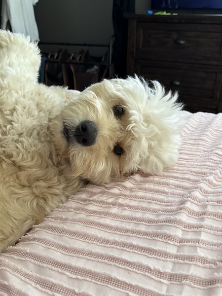 Entry image for Nala. Clicking this image will show a larger photo