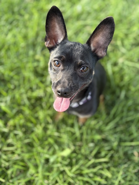 Entry image for Bruno. Clicking this image will show a larger photo