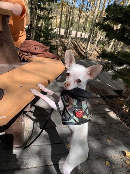 Entry image for Mountain Peppy. Clicking this image will show a larger photo