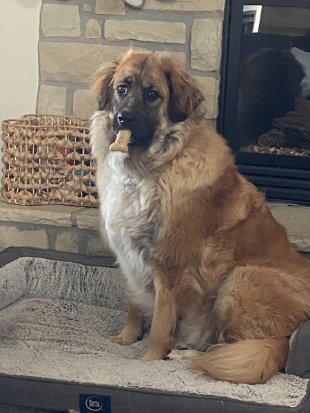 Daisy