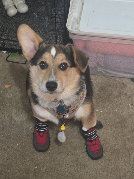 Entry image for Elvis . Clicking this image will show a larger photo