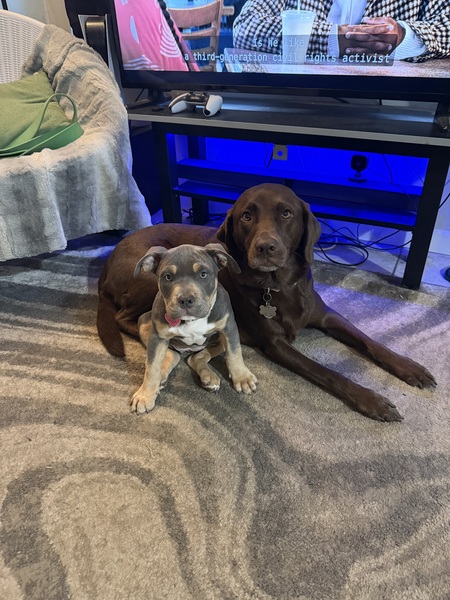 Entry image for Kona & Mickie. Clicking this image will show a larger photo