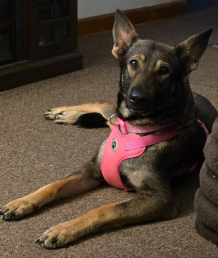 Entry image for Sadie. Clicking this image will show a larger photo