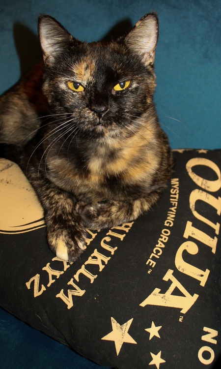 Entry image for Freya. Clicking this image will show a larger photo