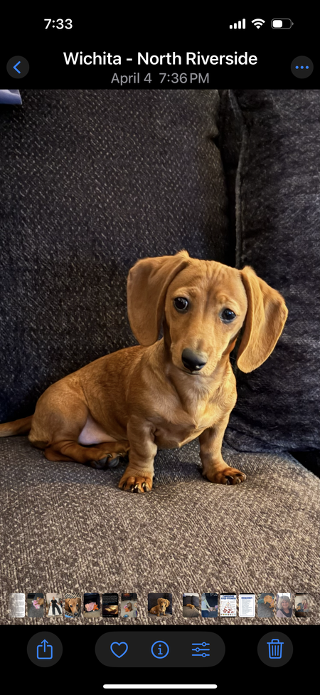 Entry image for Bailey. Clicking this image will show a larger photo