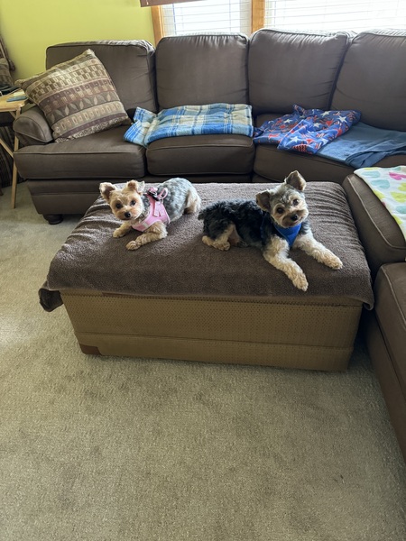 Entry image for CieraJo and Bandit Lee. Clicking this image will show a larger photo