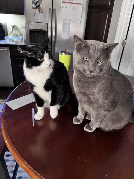 Entry image for Gus & Rockee. Clicking this image will show a larger photo