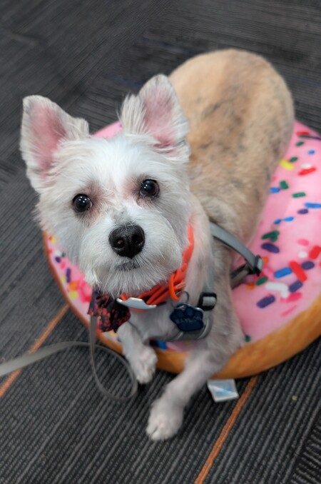 Entry image for Waylon . Clicking this image will show a larger photo