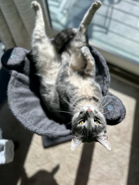 Entry image for Slim Shady . Clicking this image will show a larger photo