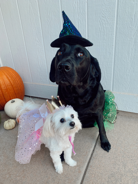 Entry image for Gizmo and Kimber . Clicking this image will show a larger photo