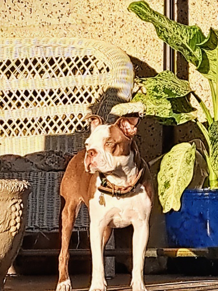 Entry image for Jean-Luc Picard . Clicking this image will show a larger photo