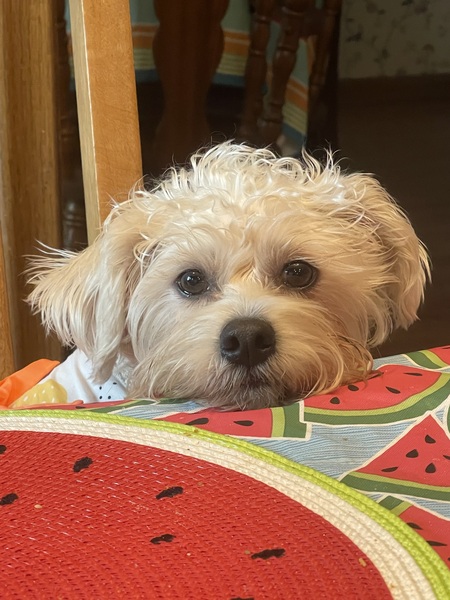 Entry image for Dotty . Clicking this image will show a larger photo