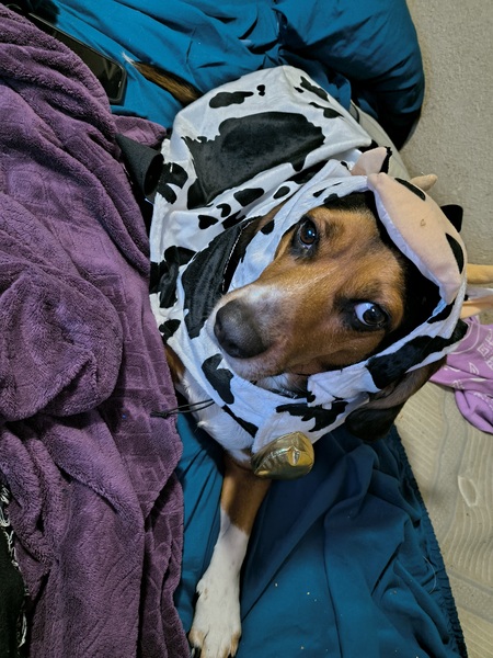 Entry image for Copper . Clicking this image will show a larger photo