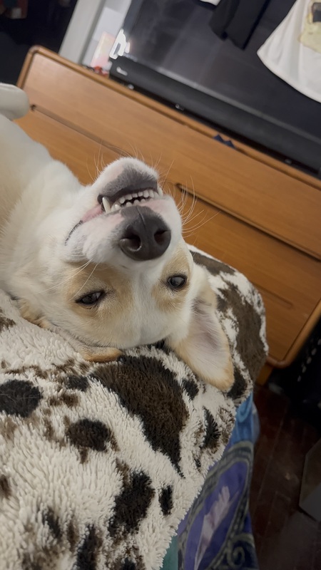 Entry image for Rotor. Clicking this image will show a larger photo