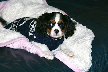 Entry image for Maddie. Clicking this image will show a larger photo