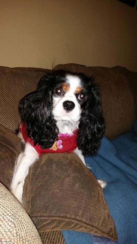 Entry image for Izzie. Clicking this image will show a larger photo