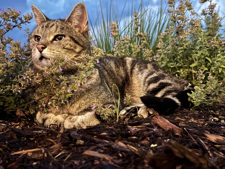 Entry image for Hobbes. Clicking this image will show a larger photo
