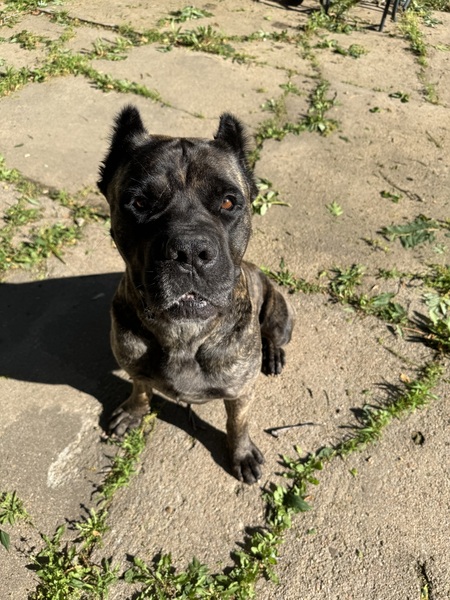 Entry image for Draco. Clicking this image will show a larger photo