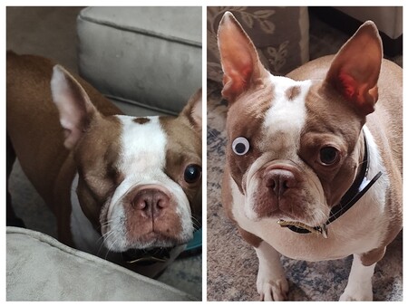 Entry image for Coco. Clicking this image will show a larger photo