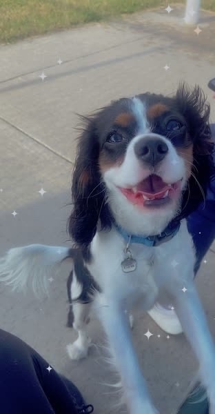 Entry image for Presley. Clicking this image will show a larger photo