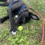 Entry image for Daisy Mae