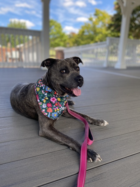 Maggie Belle