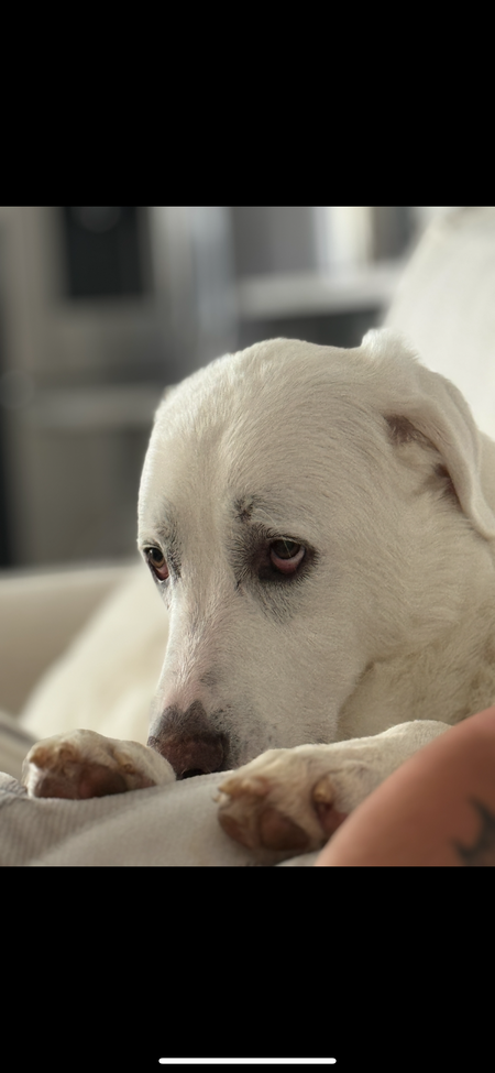 Hank