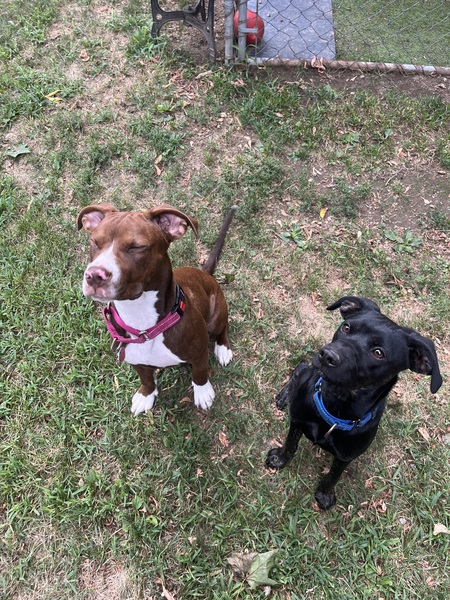 Tillie & Nova